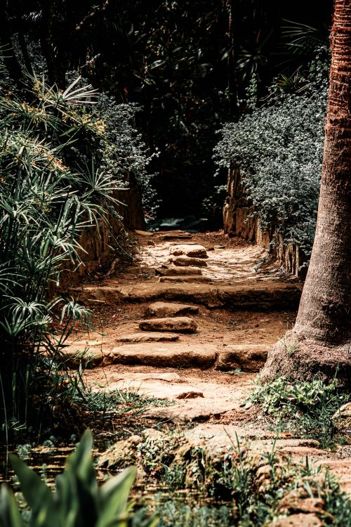 Free A tranquil forest footpath with rustic stone steps surrounded by lush greenery, inviting exploration. Stock Photo