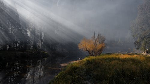 Sunbeams over Lake in Forest
