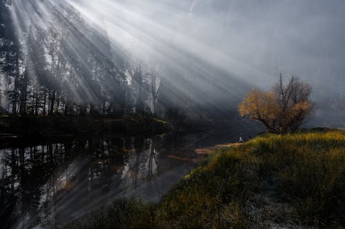 Immagine gratuita di alberi, fiume, luce del sole