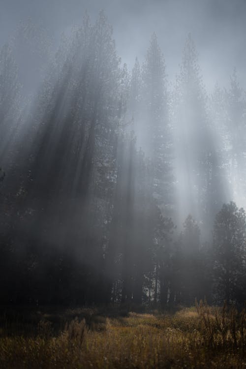 Sunbeams over Tall Trees under Fog