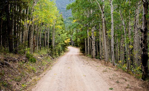 Route Vide Entre Les Bouleaux Pendant La Journée