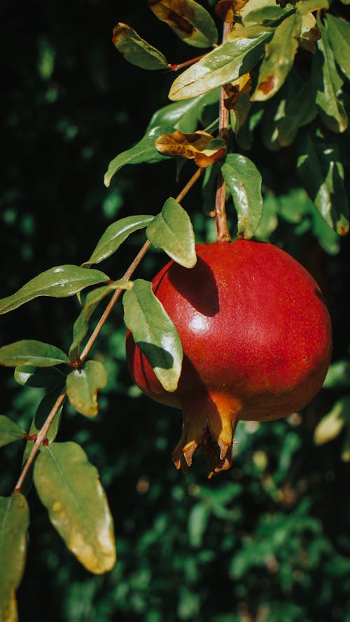 Foto stok gratis buah, Daun-daun, delima