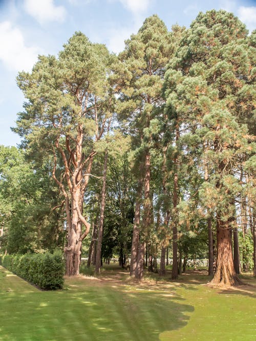 Kostnadsfri bild av skog, träd