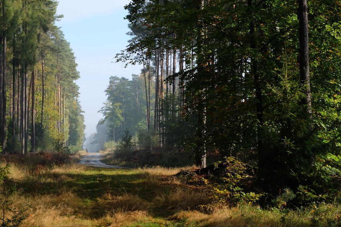 A dirt road in the middle of a forest · Free Stock Photo