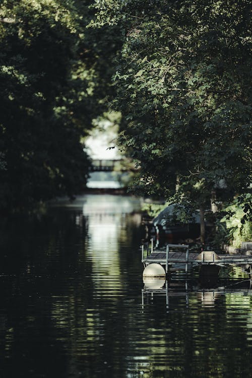 Green Trees around River with Pier