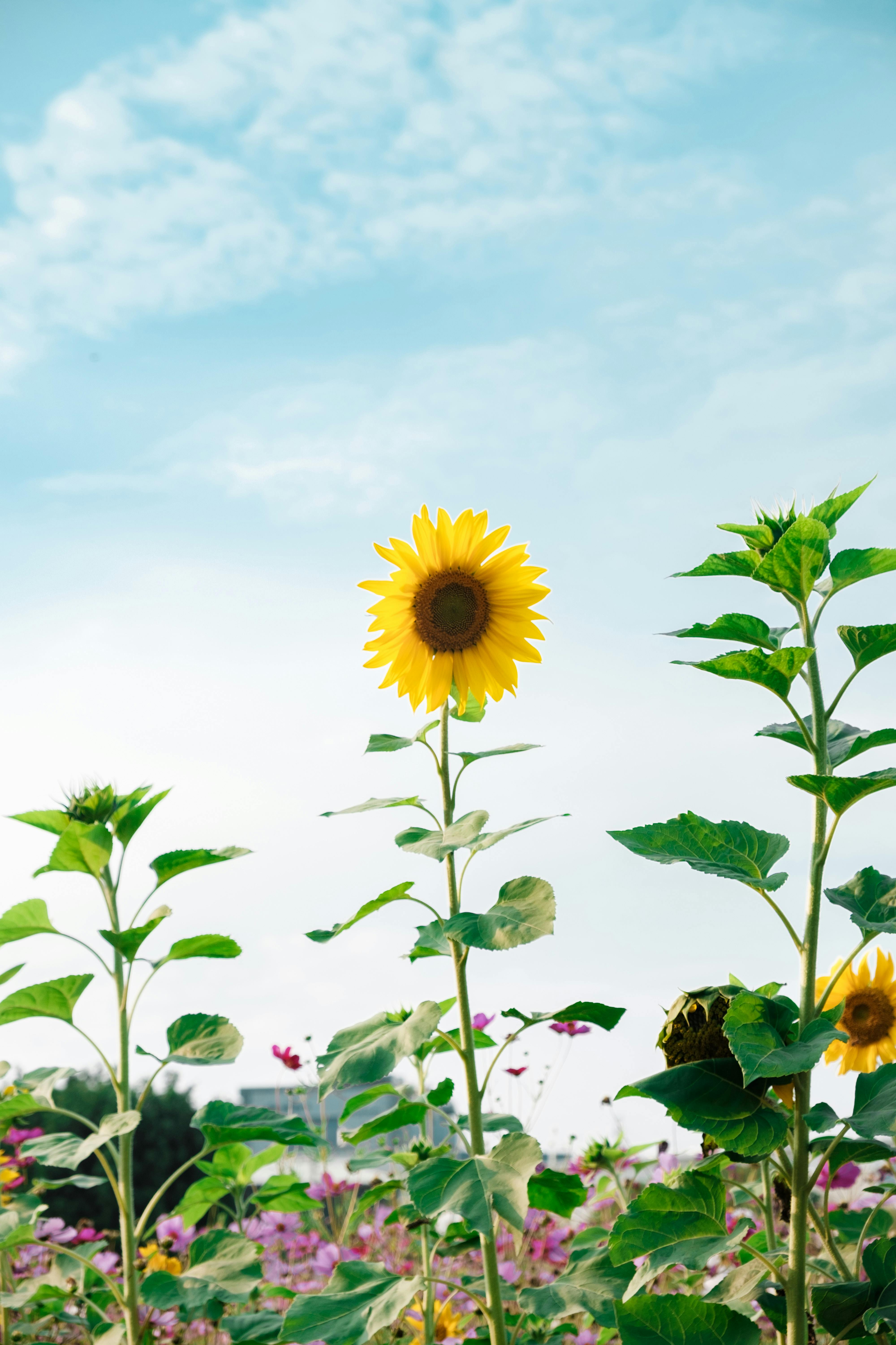 A vibrant sunflower stands tall in a field under a clear blue sky, capturing the essence of a summer day.