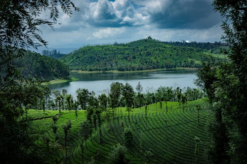 Foto profissional grátis de árvores, colinas, lago