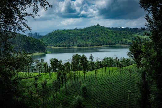 Breathtaking view of a tea plantation and shimmering lake surrounded by verdant hills.