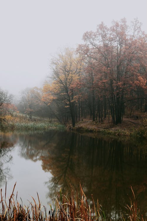 Fog over Forest and Lake in Autumn