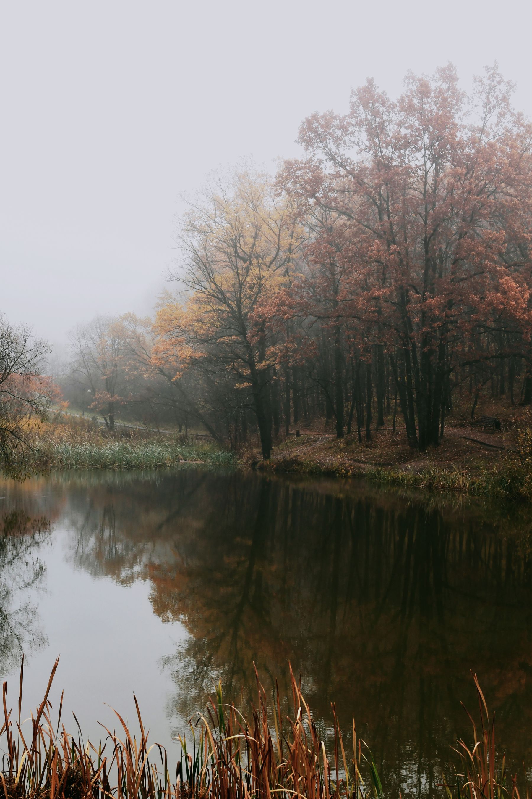 Bosque otoñal con niebla reflejado en el lago