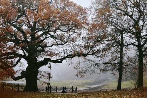 Trees in Park under Fog in Autumn