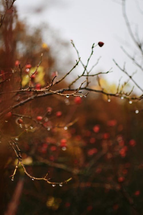 Close-up of Wet Twigs in Autumnal Colors 