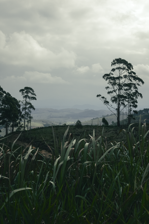 Free Tranquil countryside view with trees and grassy fields in Alto Rio Novo, Brazil. Stock Photo