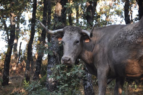 가축, 나무, 농업의 무료 스톡 사진