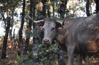 A bull standing among trees in a wooded pasture, exuding a rustic charm.