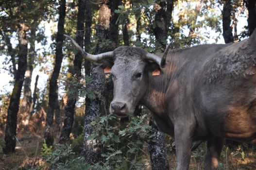A bull standing among trees in a wooded pasture, exuding a rustic charm.