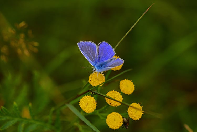 Butterfly On Flower