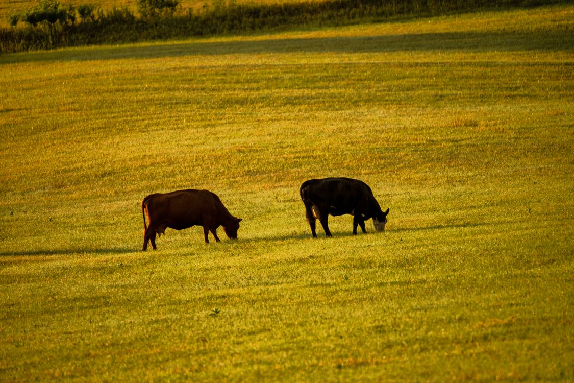 Pasturing Photo of Two Pasturing Cows · Free Stock Photo