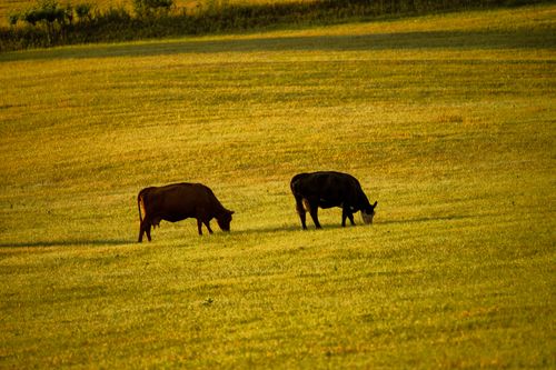 Free Two cows grazing peacefully in a sunlit field in Pepin, Wisconsin, showcasing serene rural life. Stock Photo