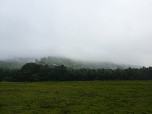 농촌의, 박무, 숲의 무료 스톡 사진