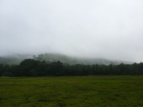Free A serene mist-covered forest with lush green grassland, ideal for nature and tranquility themes. Stock Photo