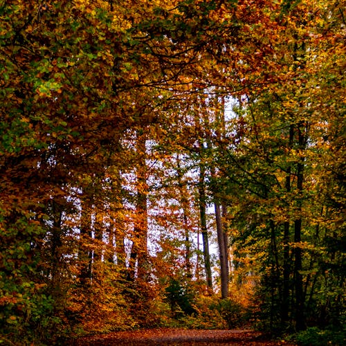 Foto stok gratis musim gugur, natureworld, pohon musim gugur