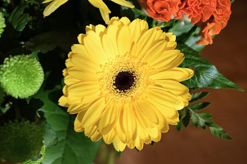 Free Yellow Gerbera Flower Stock Photo