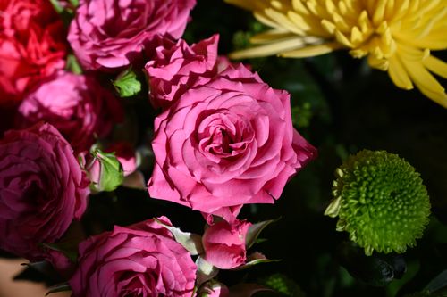 Free Close-up of vibrant pink roses with contrasting foliage, showcasing natural beauty. Stock Photo