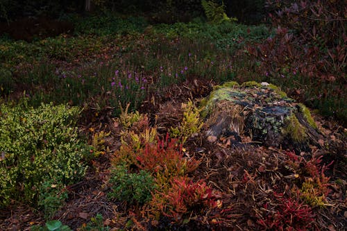Darmowe zdjęcie z galerii z flora, jesień, jesienne kolory