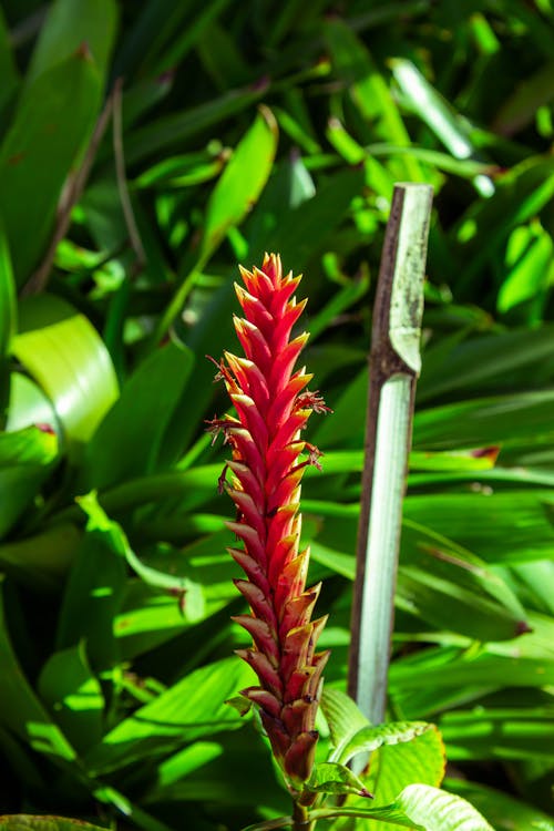 春の花, 植物の葉, 観葉植物の無料の写真素材