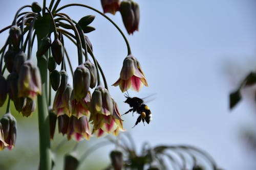 çiçek, tozlaşma, yaban arısı içeren Ücretsiz stok fotoğraf