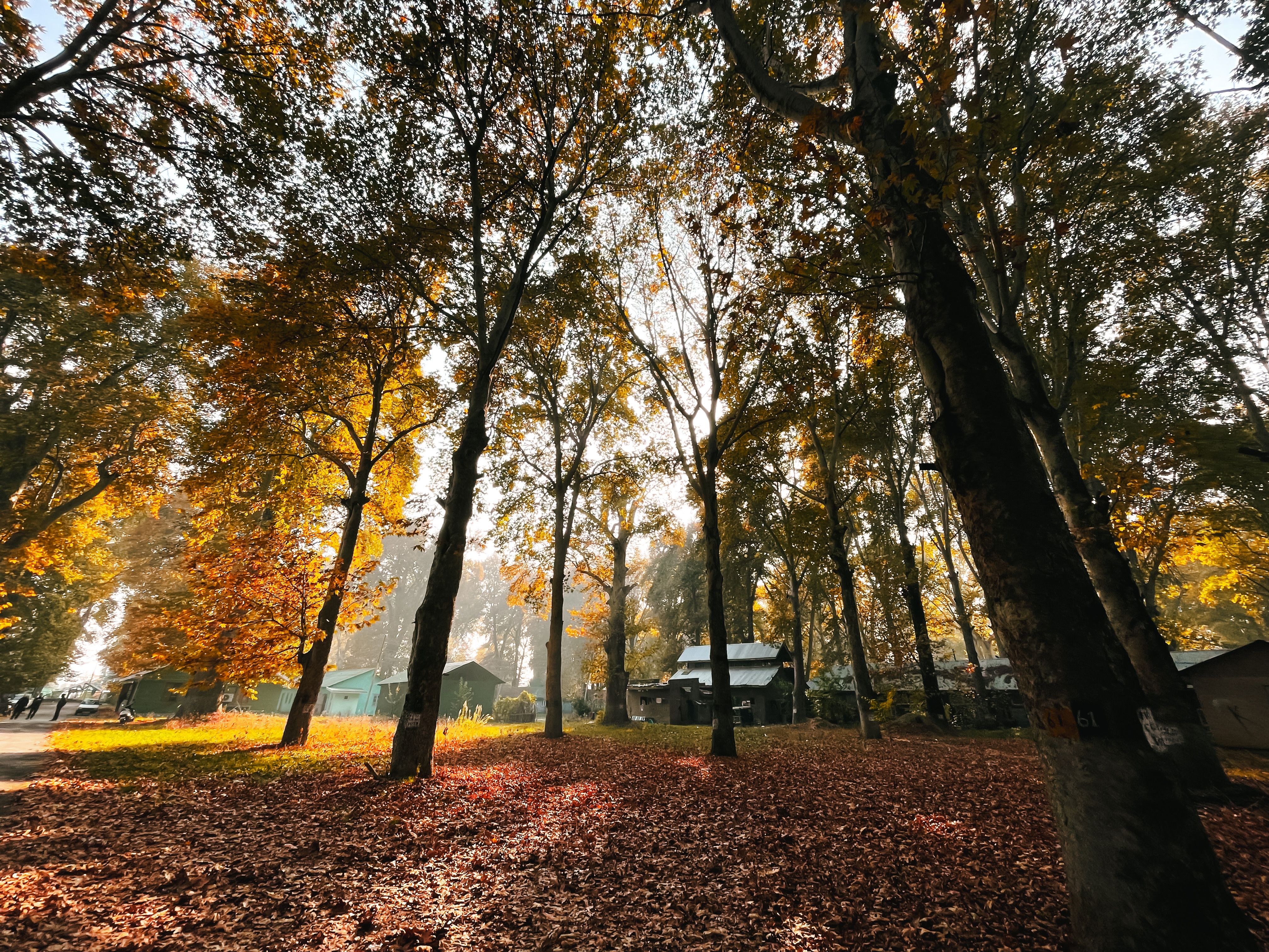 An autumn park landscape with colorful leaves and sunlight through the trees