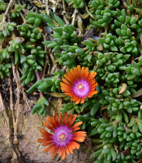 çiçek, parlak renk içeren Ücretsiz stok fotoğraf