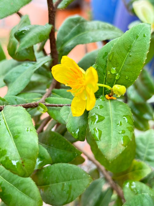 Immagine gratuita di bel fiore, giallo dorato