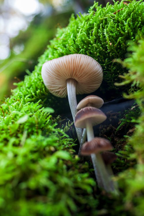 Moss around Mushrooms