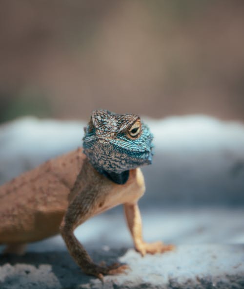 Základová fotografie zdarma na téma agama, detail, fotografie divoké přírody