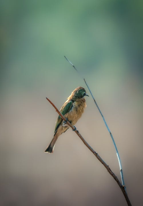 Close-up of a Bee-eater Bird