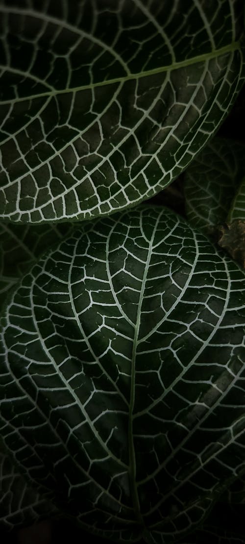 Fittonia albivenis