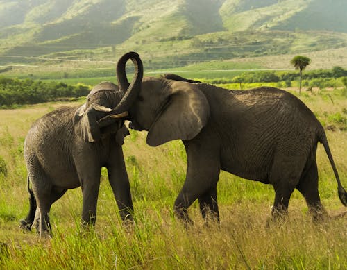 Foto profissional grátis de campina, elefantes, fotografia animal