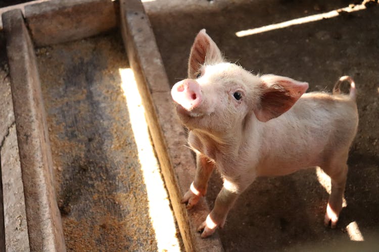 Little Piglet At The Trough