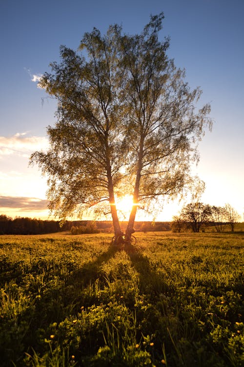 Kostenloses Stock Foto zu außerorts, baum, grasfläche