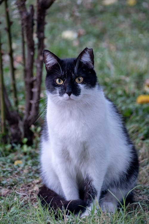 Black and White Cat Sitting on Ground