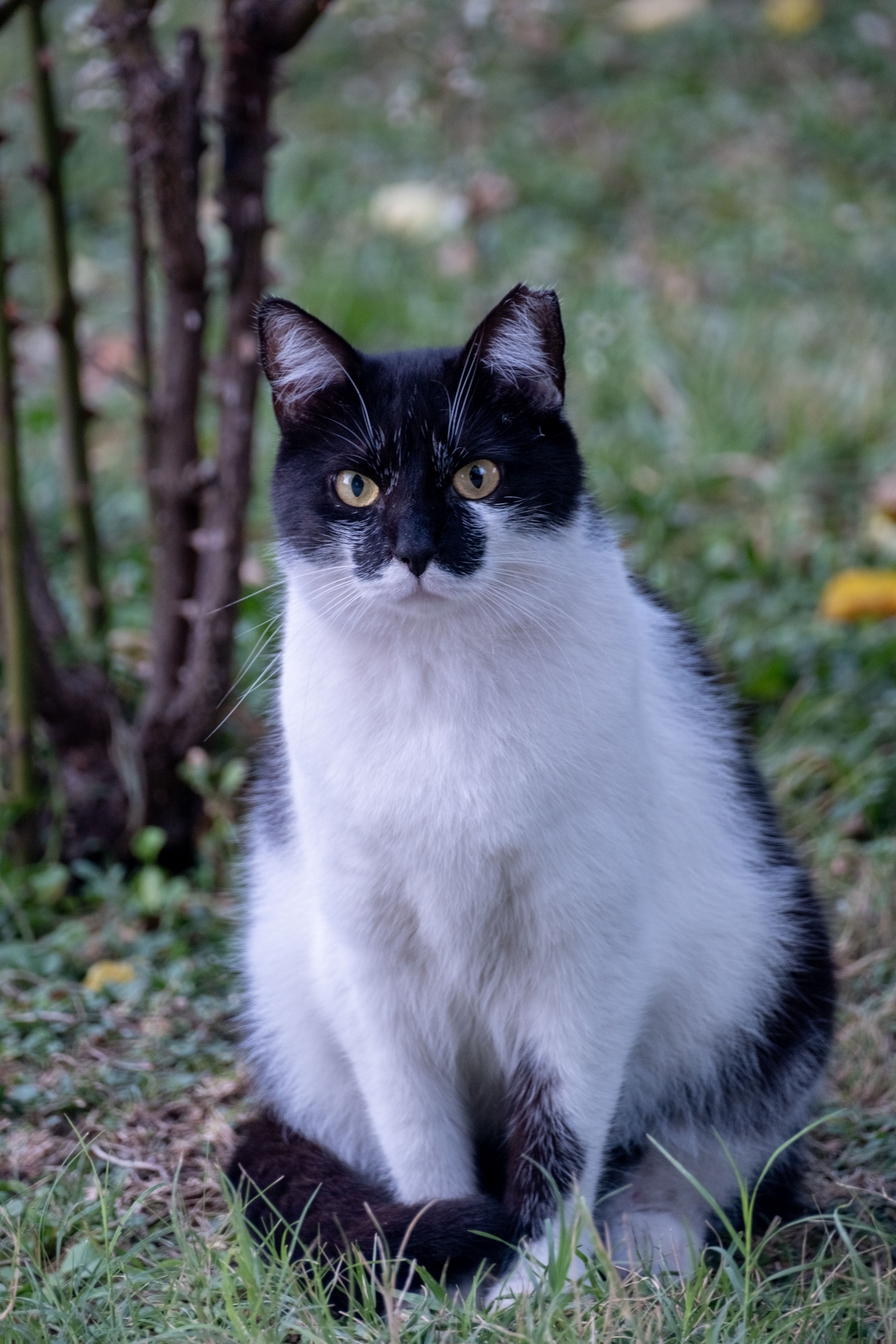 Black and White Cat Sitting on Ground · Free Stock Photo