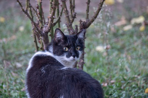 Kostnadsfri bild av djurfotografi, husdjur, katt