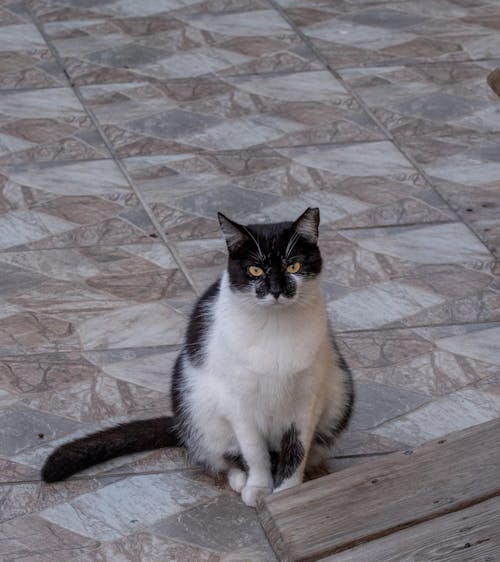 ネコ, ハイアングル, フロアの無料の写真素材
