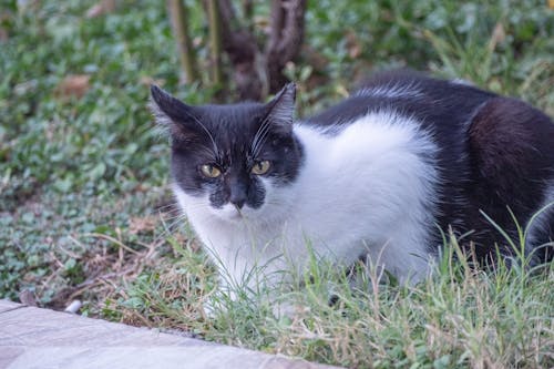 Gratis stockfoto met achtergrond, dierenfotografie, gras