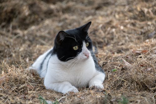 Cat Lying Down on Ground