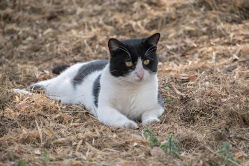 Black and White Cat Lying Down on Ground