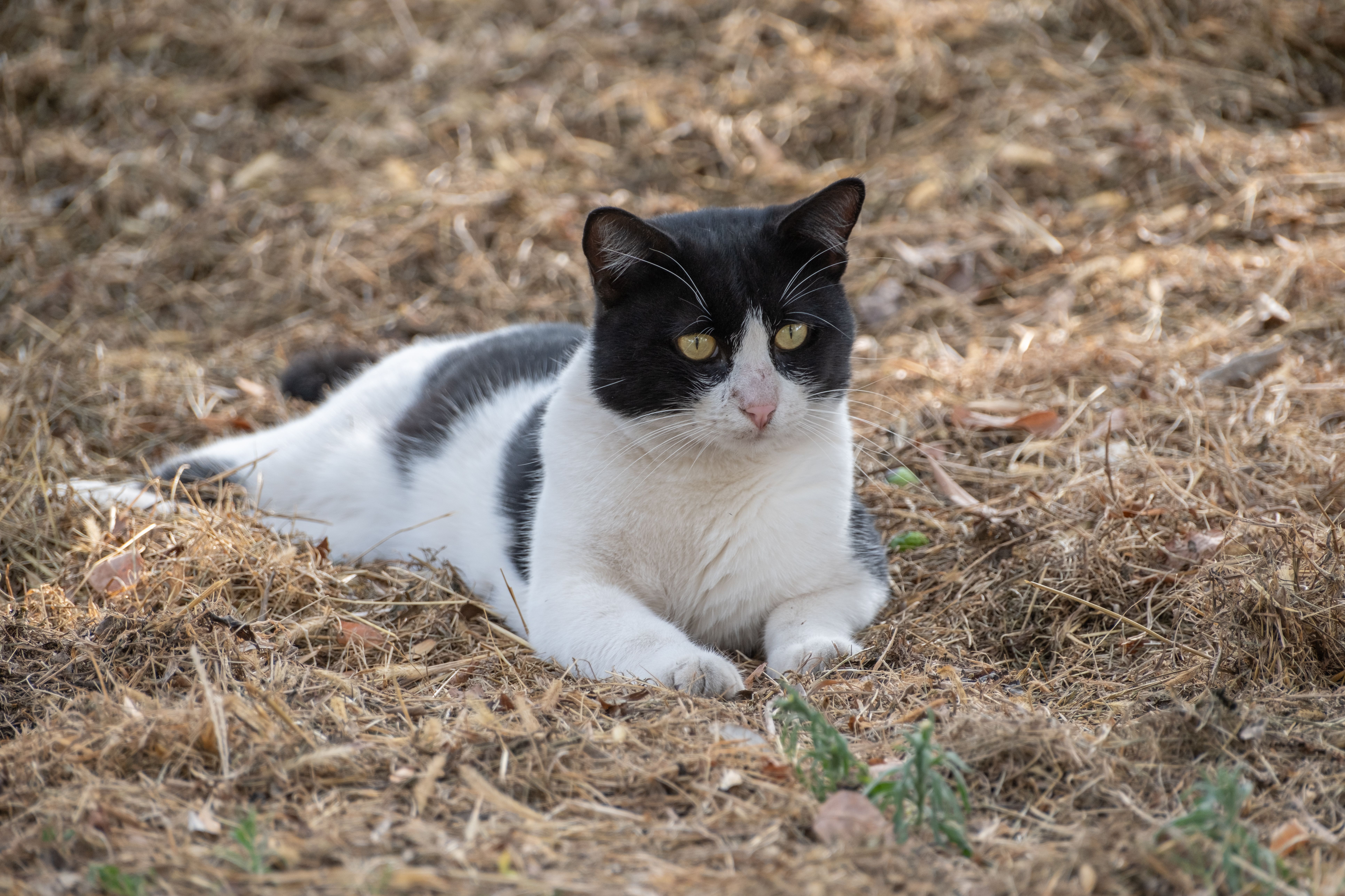 Black and White Cat Lying Down on Ground · Free Stock Photo