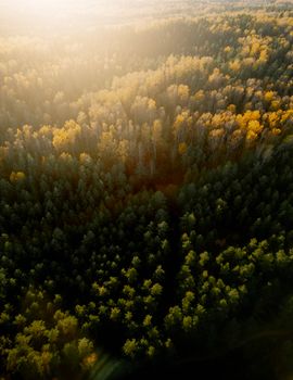 A stunning aerial shot showcasing the vibrant autumn colors of a dense forest in Latvia.